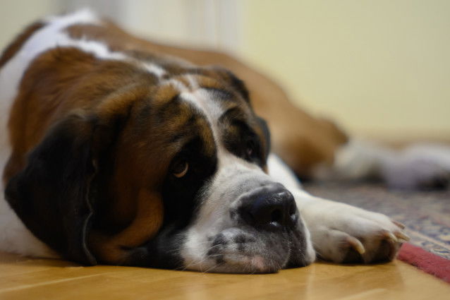 Un grand chien allongé sur le sol