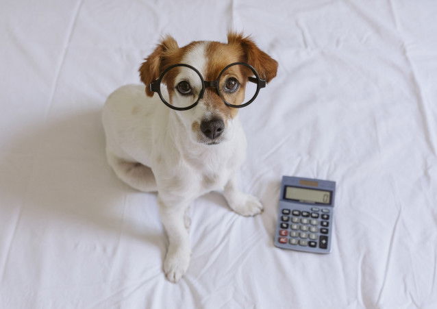 Un petit chien avec des lunettes et une calculatrice