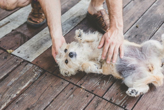 Un petit chien allongé sur le dos à côté de son maître