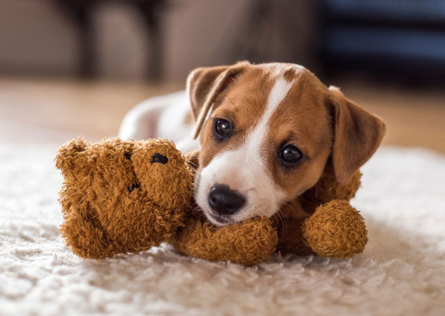 Un petit chien joue avec son ours en peluche