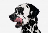 La perception du goût chez le chien