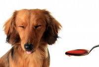 Le dégoût du chien pour certains aliments