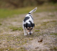 Chien qui se promène sur un sentier en terre