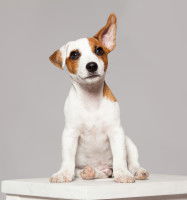 Chien mignon assis avec une oreille levée