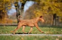 Chien marchant sur un sentier dans un parc au printemps