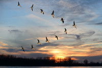 Migration d'oies sauvages