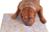 Shar-Peï portant des lunettes de soleil dont la tête est posée sur une carte géographique