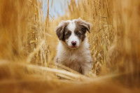 petit chien de face au milieu d'un champs de blé