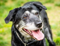 Chien avec la langue pendue aux couleurs noires et blanches