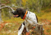 Chien portant un collier GPS