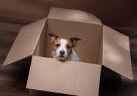 Jeune Jack Russell assis dans une boite en carton