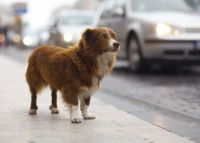 Chien se dressant sur le trottoir regardant les voitures