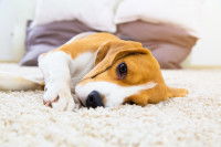 Chien couché sur une moquette blanche