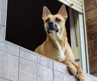 Un chien à l'écoute appuyé sur le rebord d'une fenêtre