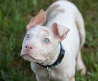 Un Pitbull au pelage blanc et aux yeux bleus