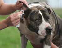 Un maître nettoie l'oreille de son chien