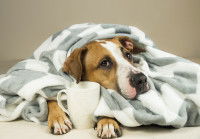 L'influence des conditions de vie