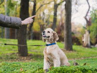 L'importance du sommeil pour le cerveau