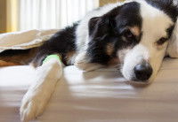 L'importance du sommeil pour le système immunitaire