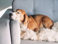 Les phases et cycles de sommeil chez le chien