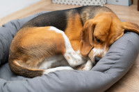 Comment un chien dort-il ?