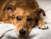 Les troubles du sommeil chez le chien