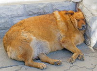 L'apnée du sommeil chez le chien