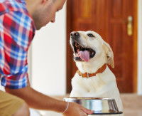 Lui donner une alimentation adéquate