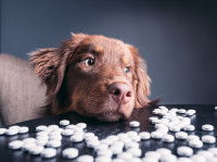 Peut-on donner des somnifères à un chien ?