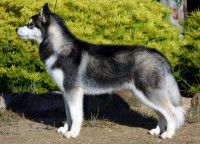 Un chien de type husky