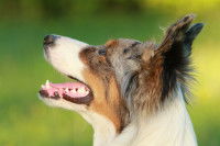 Tête d'un Berger Australien vue de profil