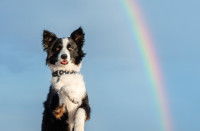 Un chien se tenant debout devant un arc-en-ciel