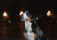 Chien assis sous des lampe d'éclairage dans le soir