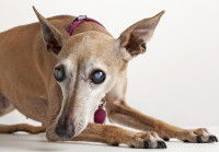 Un Lévrier Italien victime d'atrophie progressive de la rétine