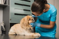 Chien se faisant examiner les yeux par une vétérinaire