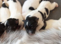 Quatre chiots de la même porté s'allaitent