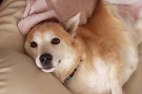 Le chien Balance aime se vautrer sur vos coussins