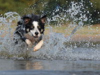Le chien Bélier a besoin de se dépenser