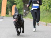 Pratiquer un sport canin avec son chien Bélier est idéal pour le calmer