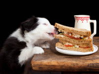 Le chien Bélier aime (un peu trop) manger