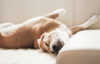 Le chien Cancer a tendance à rester vautré sur le canapé