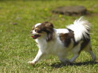 Le Capricorne est un chien robuste et résistant