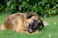 La santé du chien Gémeaux