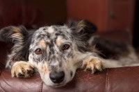 Le chien Poisson peut être sujet à l'anxiété.