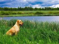 Le chien Sagittaire aime se promener dans la nature