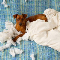 Le chien Scorpion a besoin de se dépenser pour ne pas commettre de bêtises