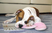 Gare aux pantoufles qui traînent !