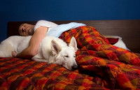 Le chien Taureau est adepte du cocooning