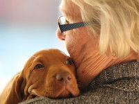 Le chien Vierge a besoin d'affection