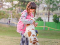 Le chien Vierge aime les enfants